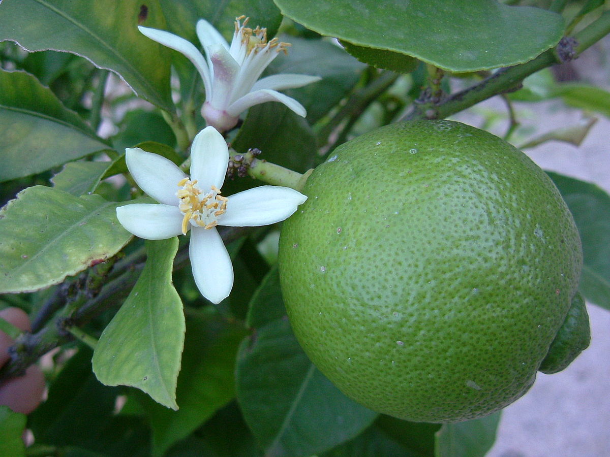 Lime essential oil scent drop