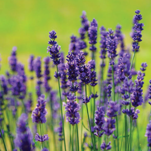 Lavender essential oil scent drop