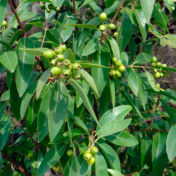 Sandalwood essential oil scent drop