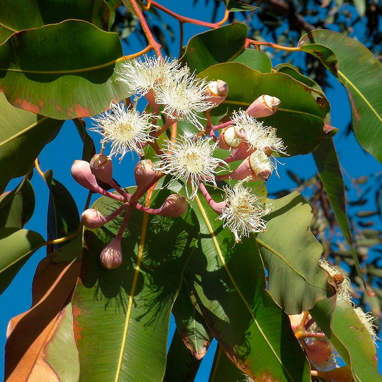 Eucalyptus essential oil scent drop