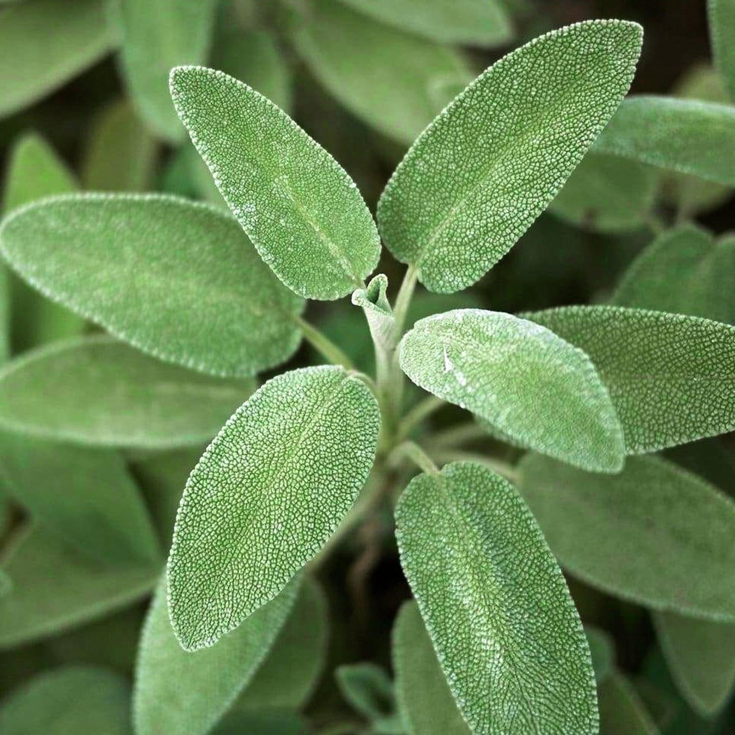 Sage essential oil scent drop