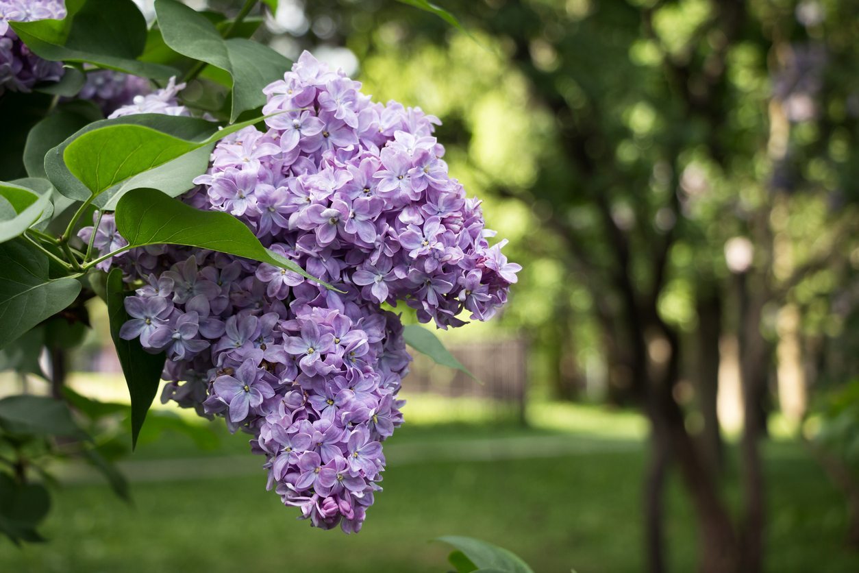 Lilac essential oil scent drop